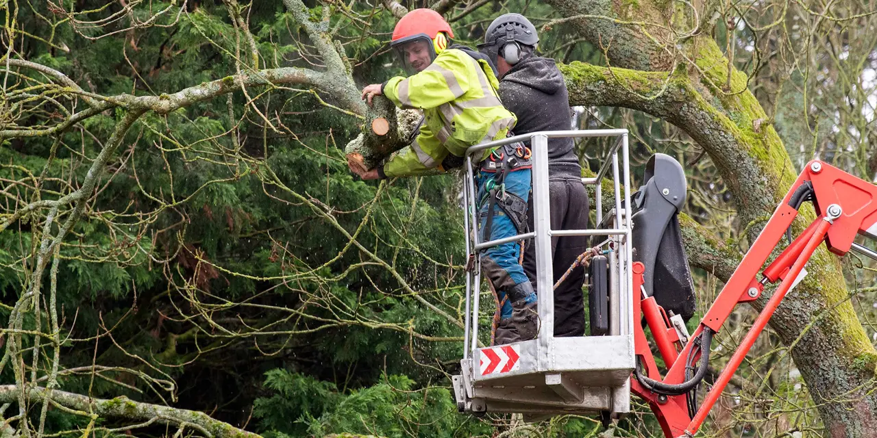 Tree Felling