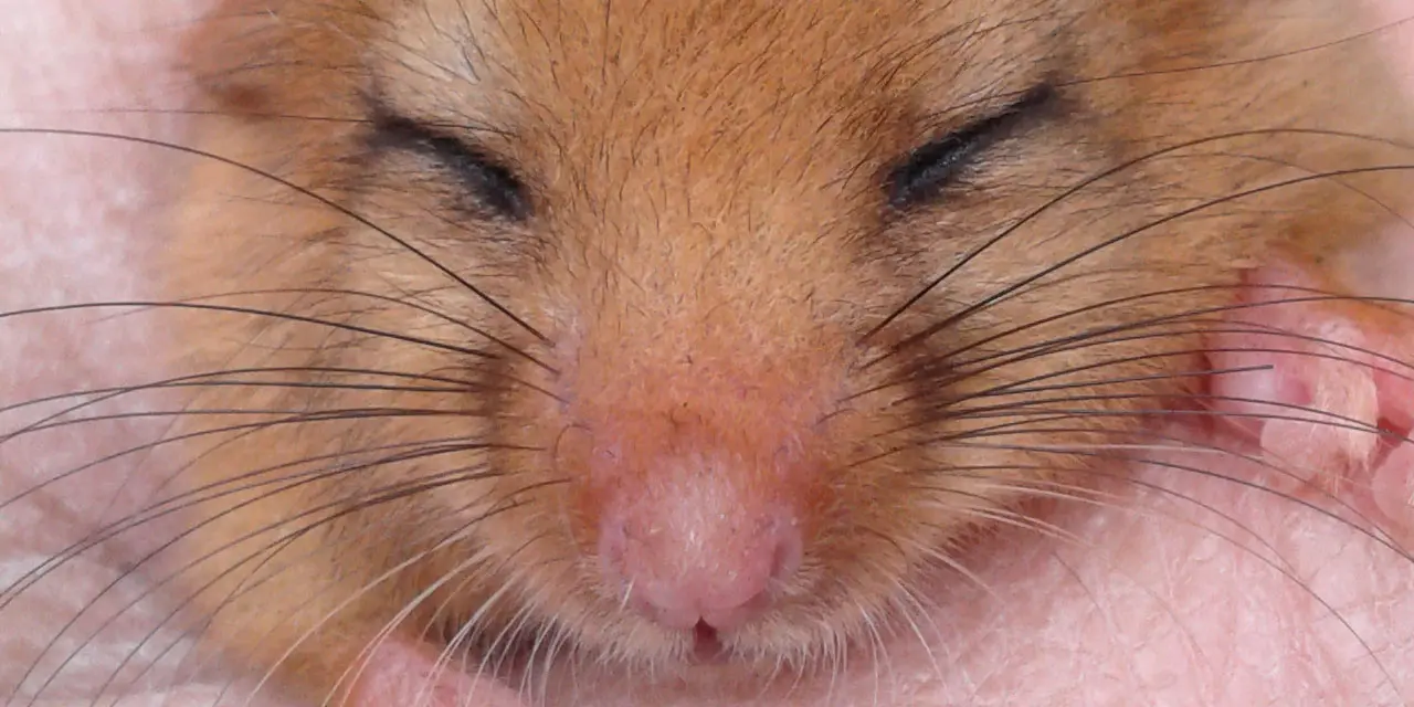 Supporting dormice conservation in the Mendip Hills