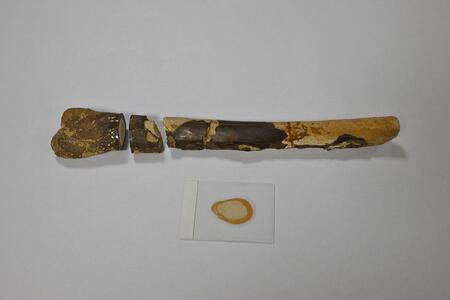 Grange Top quarry becomes site of major palaeontological find